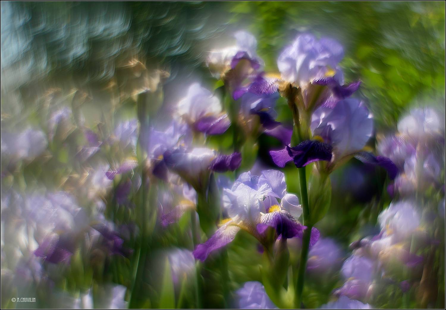 ирисы,вальс,цветы, Александр Чувилин