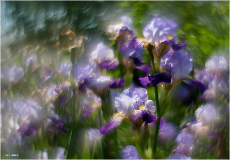 ирисы,вальс,цветы Ирисы.Вальс фото превью