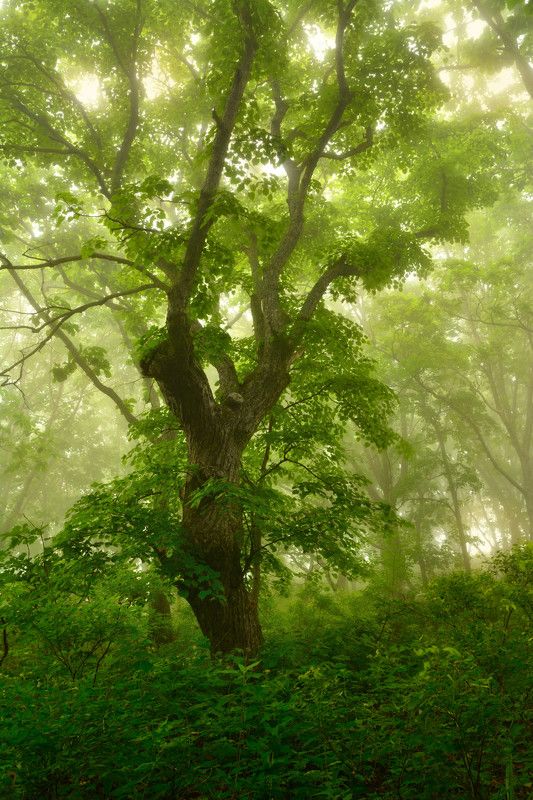 Лесные зарисовки.photo preview