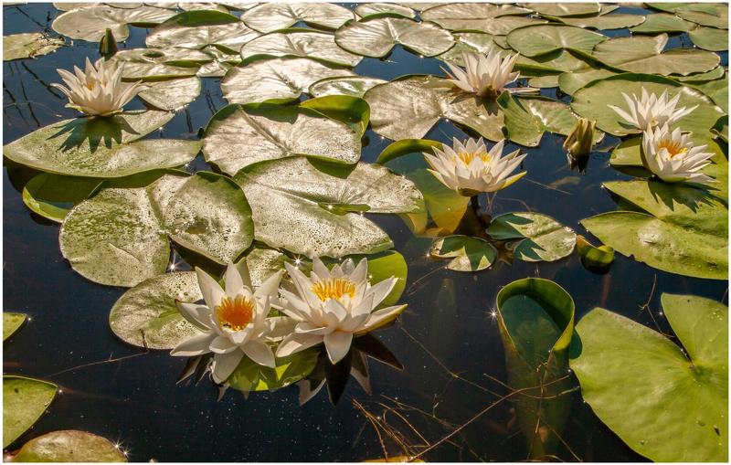 кувши́нка бе́лая (лат. nymphaéa álba) — водное растение, вид рода кувшинка семейства кувшинковые (nymphaeaceae). КУВШИНКИ БЕЛЫЕphoto preview