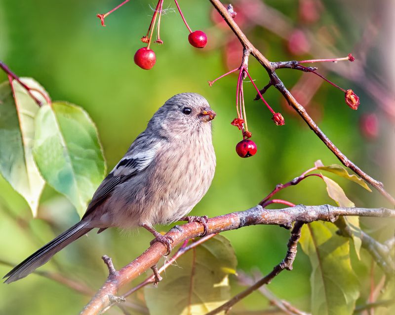птица, урагус, самка, осень, Урагус. фото превью