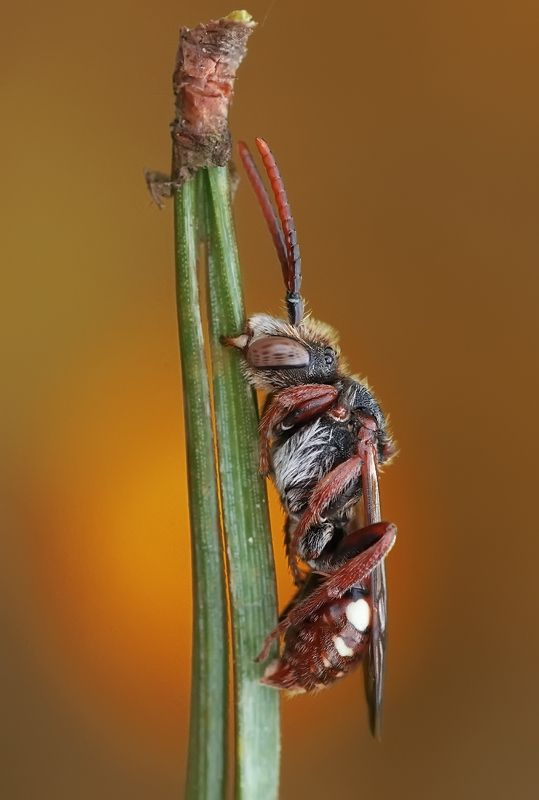 Спящая.photo preview