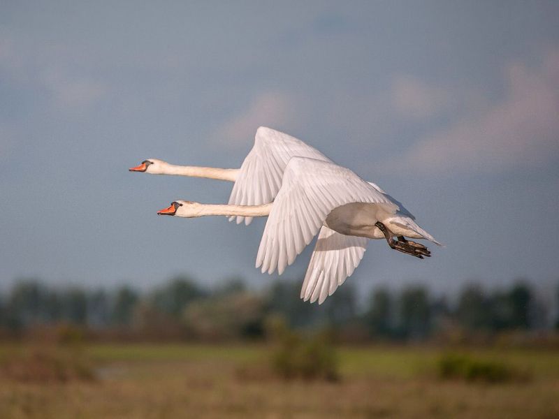 у села  камышово ПТИЦЫ  БЕЛЫЕ  МОИphoto preview