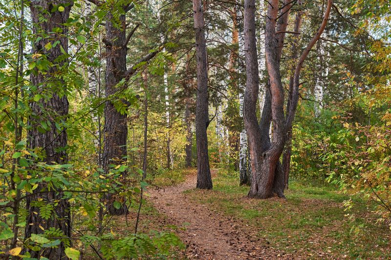 Смешанный лесphoto preview