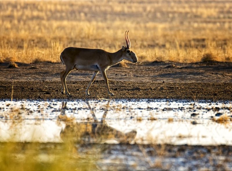 4 октября международный день защиты животных. Сайгак.photo preview
