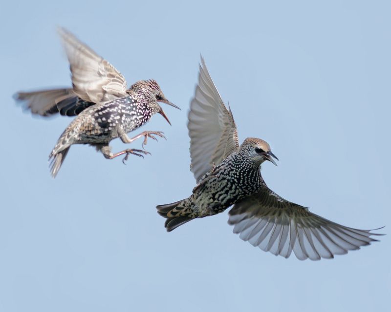 Скорецови лудорииphoto preview