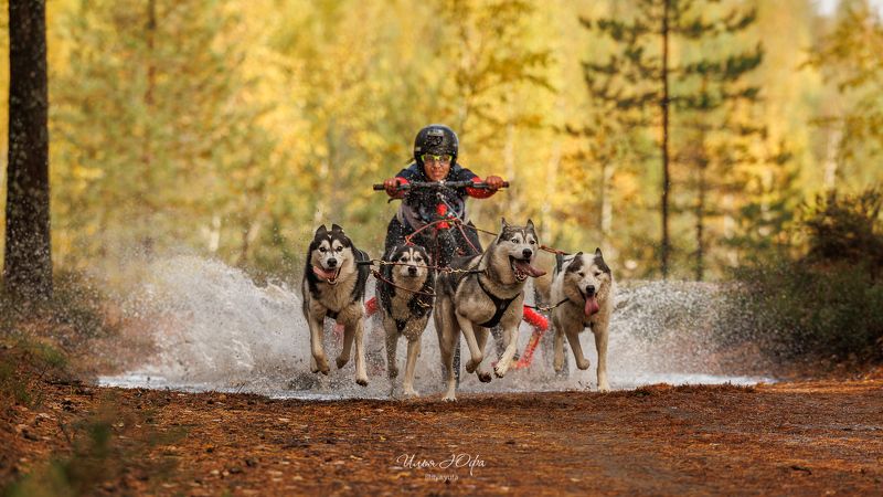 ездовойспорт, драйленд, собаки, спорт, репортаж *photo preview
