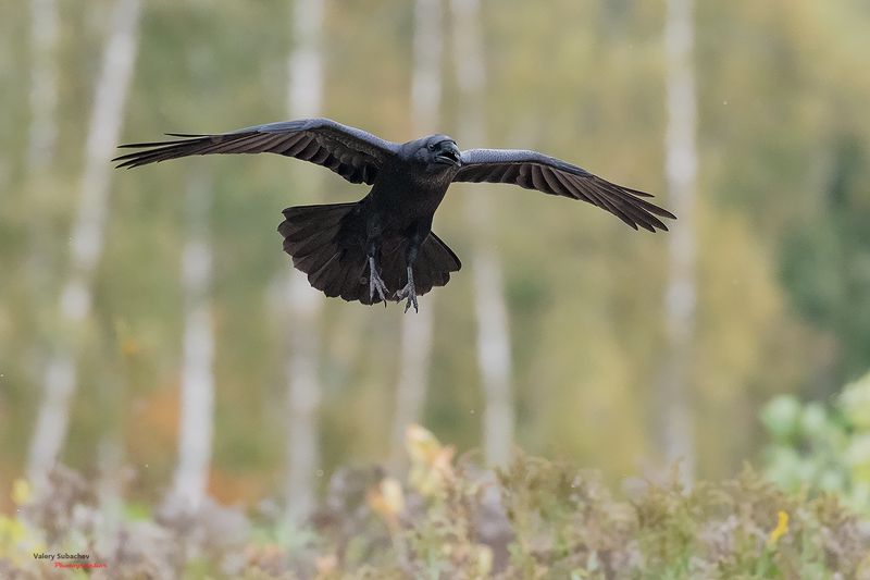 Воронphoto preview