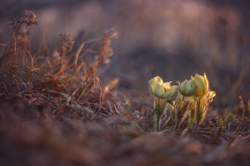 Весенние мечты... фото превью