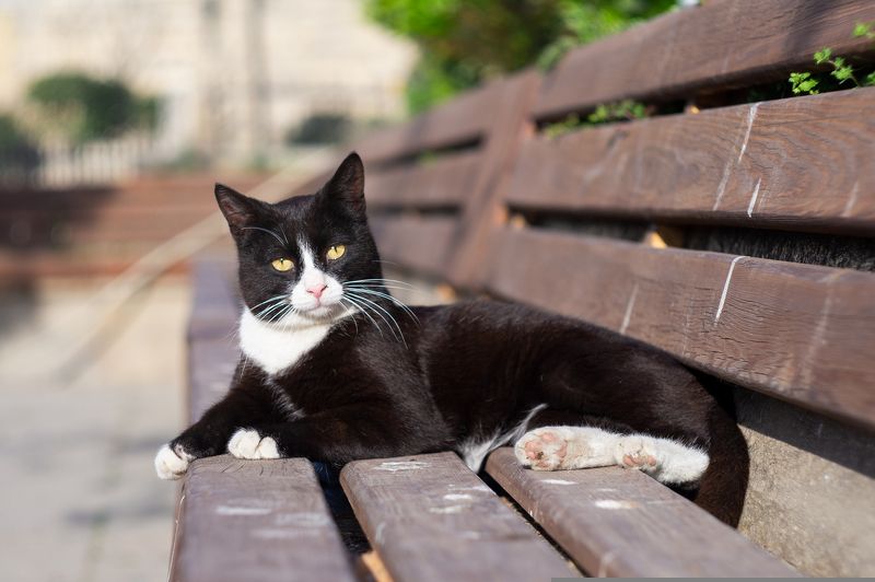 Серьезныйphoto preview