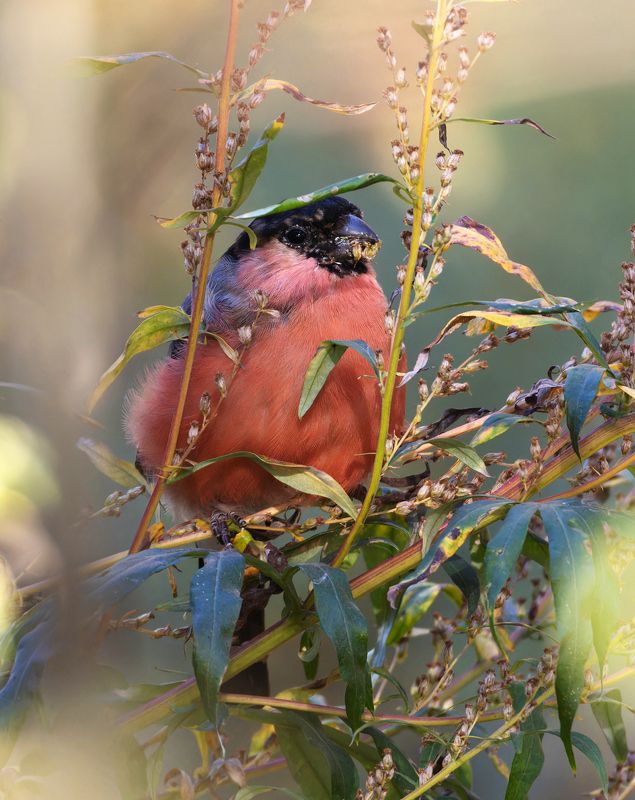 фото птиц, птицы, снегирь В зарослях вкусняшекphoto preview