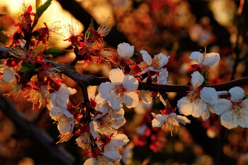 вечер,весна,цветы,абрикос,природа Мечты о веснеphoto preview