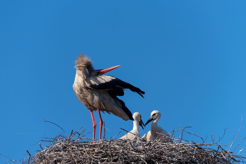 ***аистыphoto preview