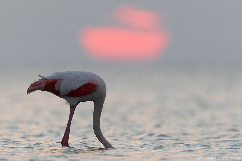 Greater flamingos feeding during sunrise Greater flamingosphoto preview