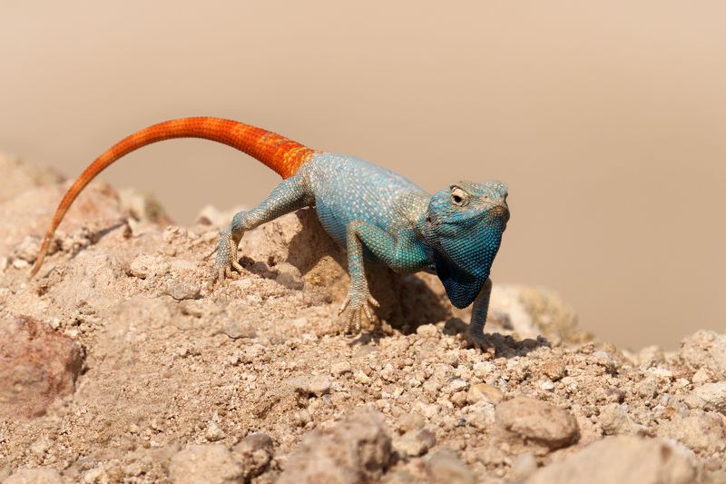 ящерица, животное, фотоохота, природа, агама Yellow-spotted agamaphoto preview