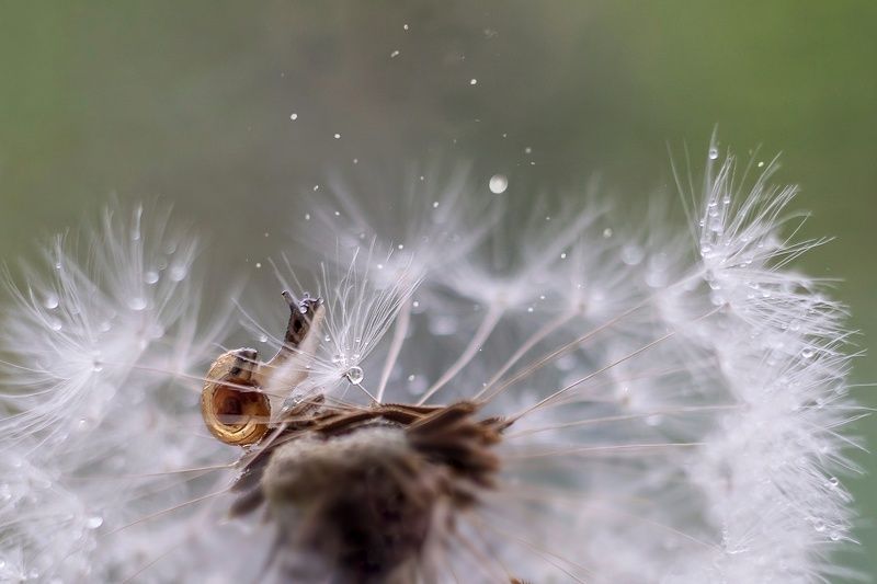 макро улитка Взгрустнулосьphoto preview