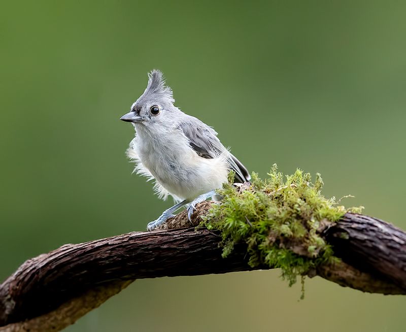 tufted titmouse, острохохлая синица,  синица,  titmouse Tufted Titmouse -Острохохлая синицаphoto preview