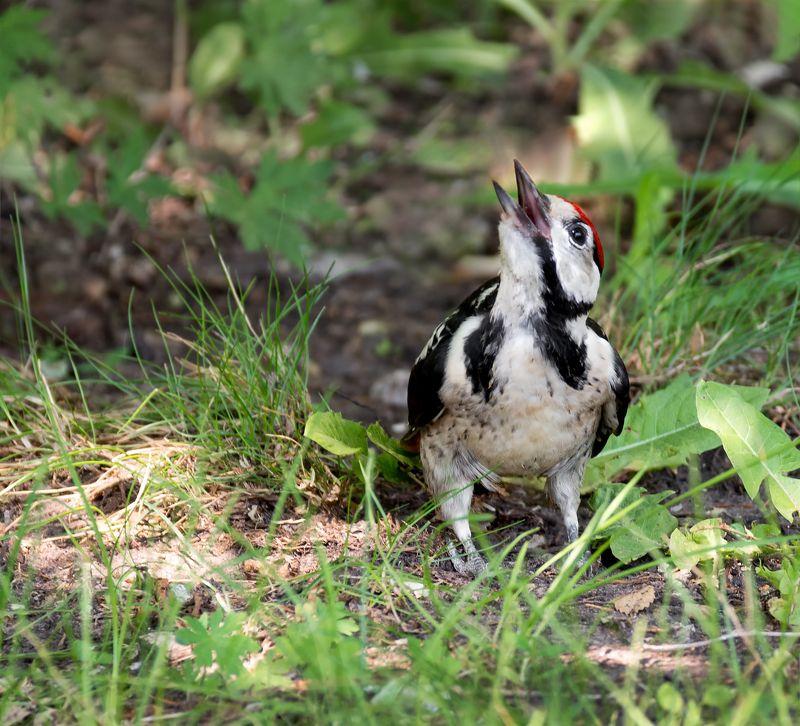 юный дятел.photo preview