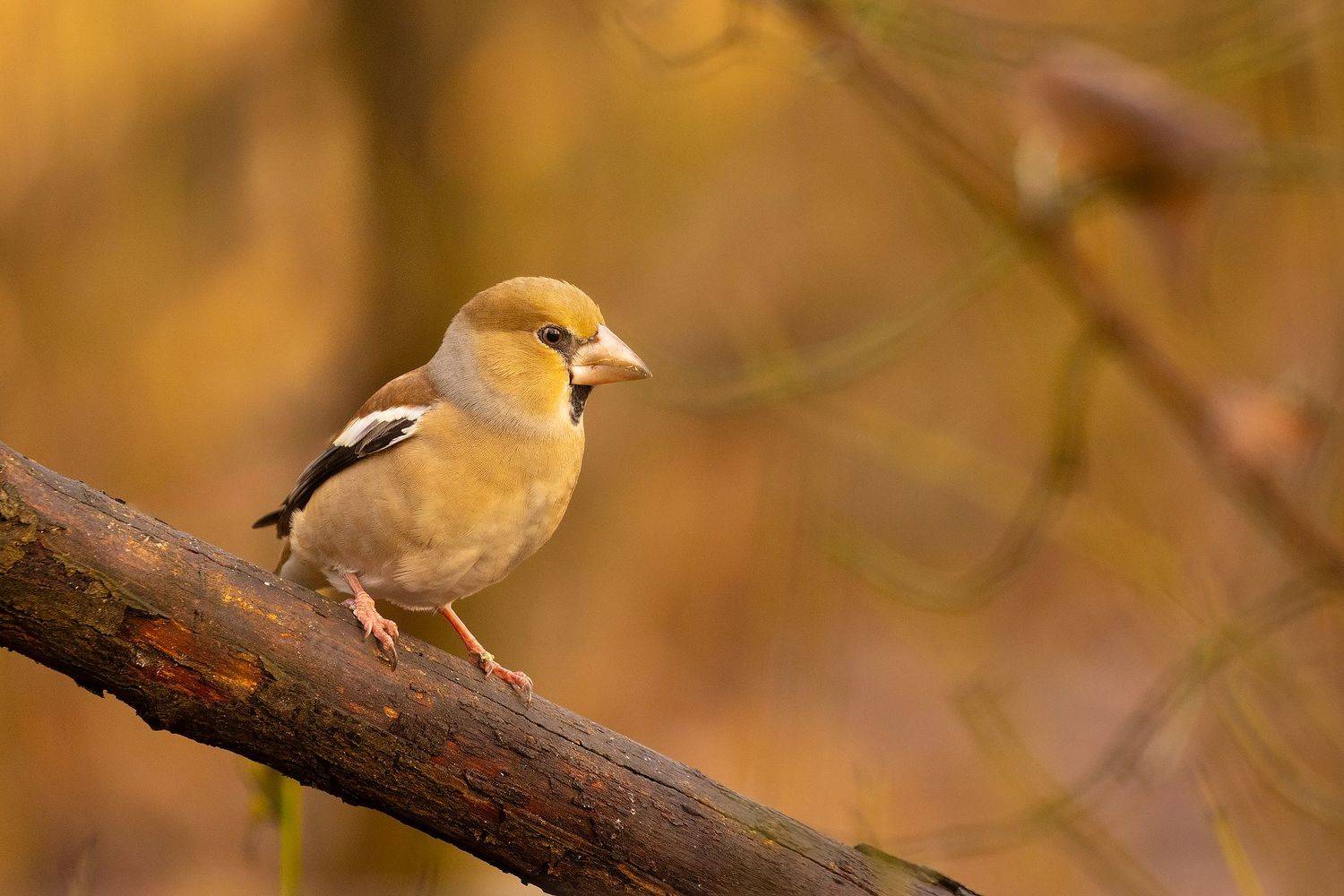 Hawfinch. Автор: Adamec Robert , Adamec Robert