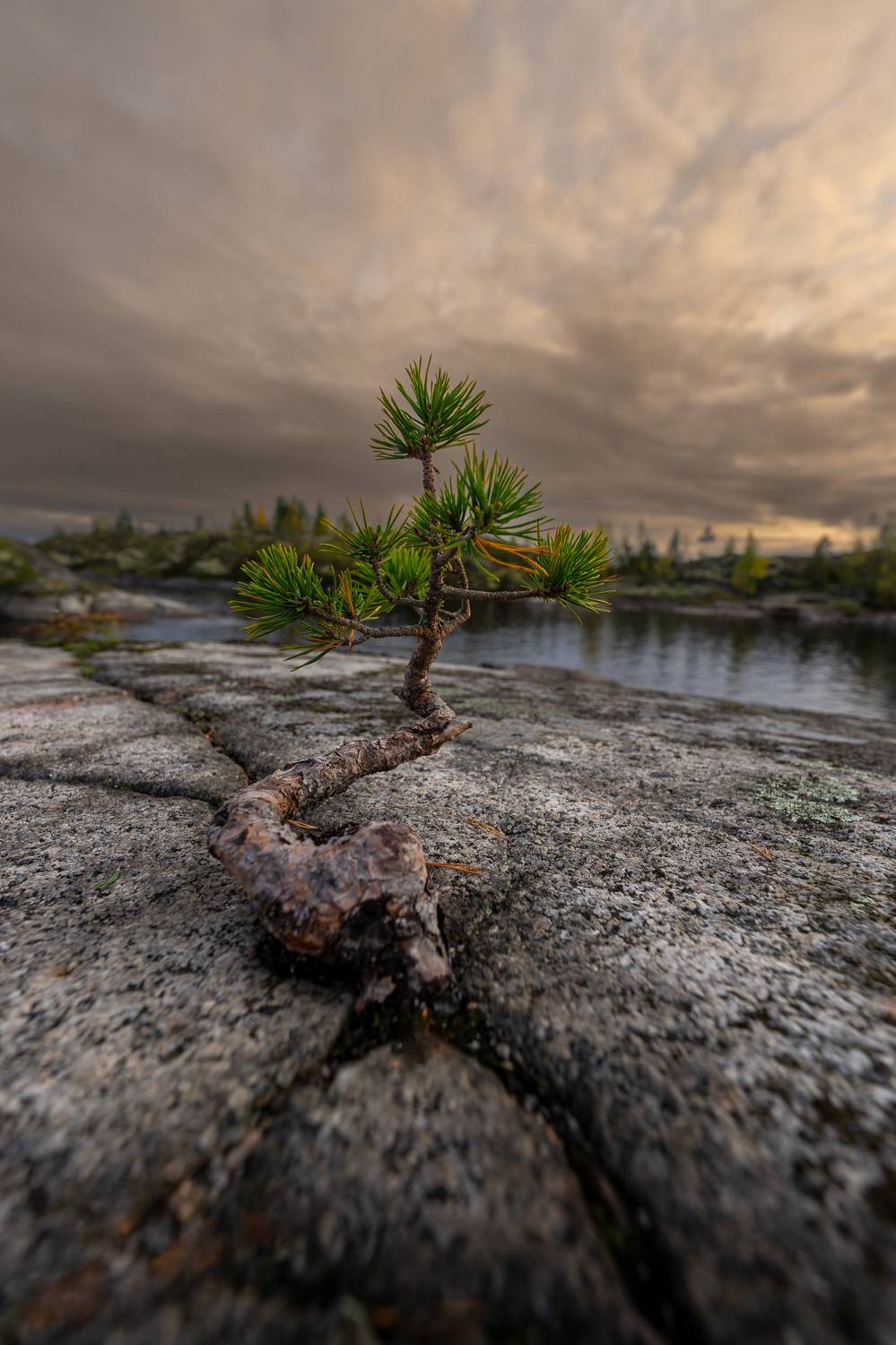 Ладога, Ковалев Дмитрий