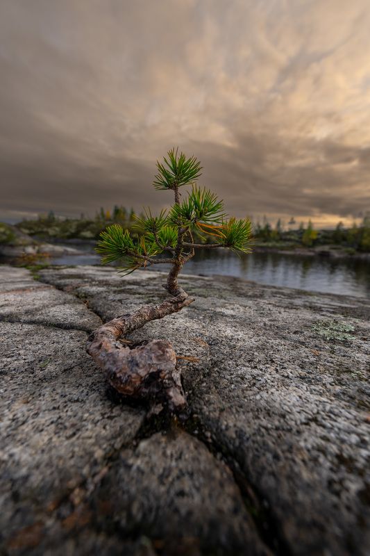 Ладога одинокая соснаphoto preview