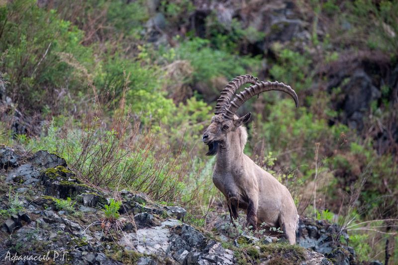 сибирский горный козел, козерог, красноярский край Горный козликphoto preview