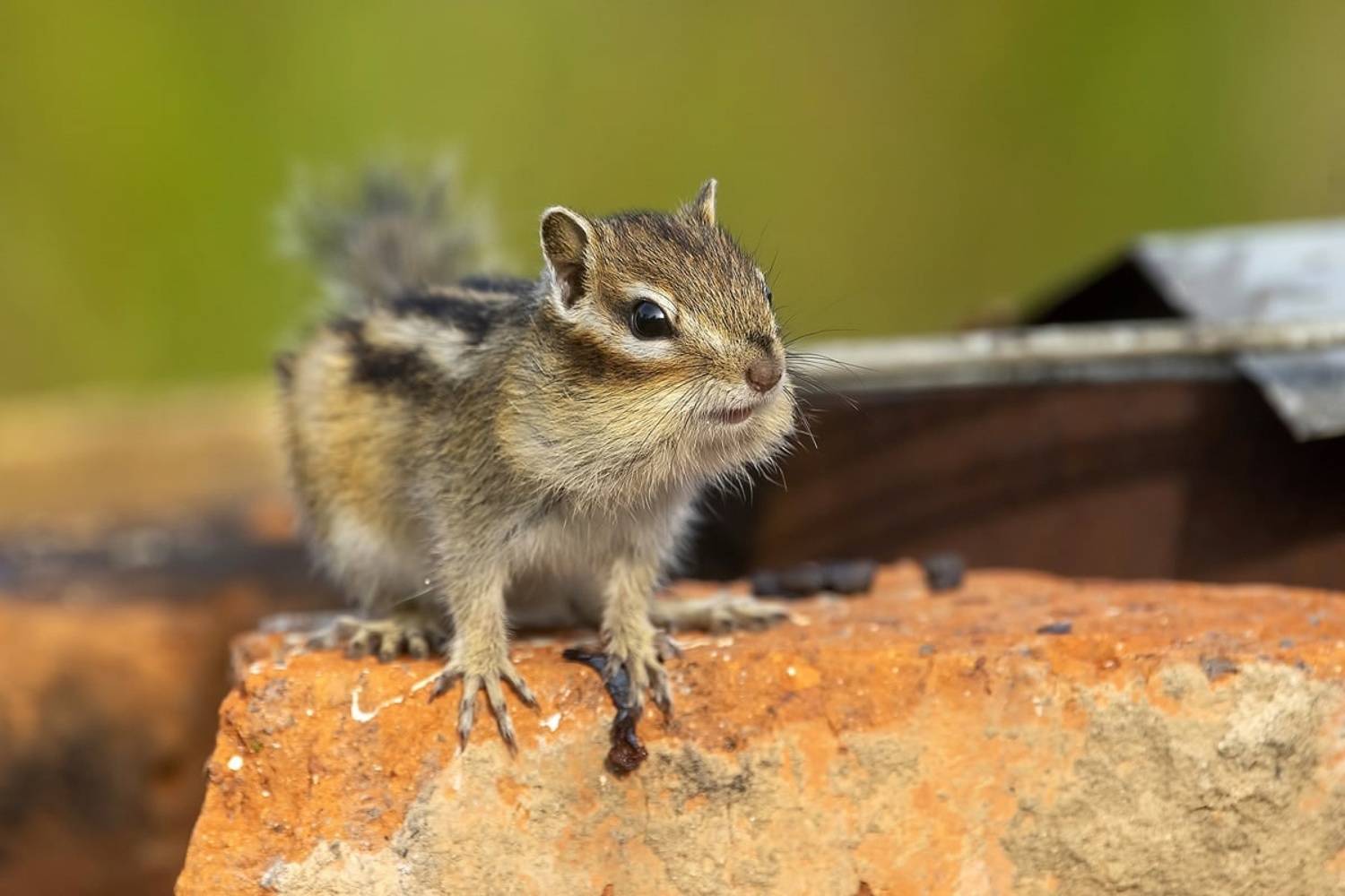бурундук, Владимир Письмак