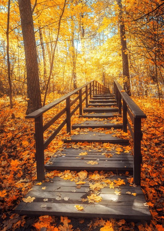 Осенний паркphoto preview