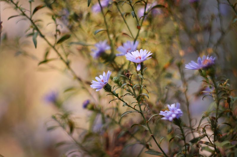 Осень во двореphoto preview