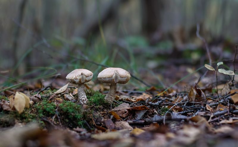 грибы Подружкиphoto preview