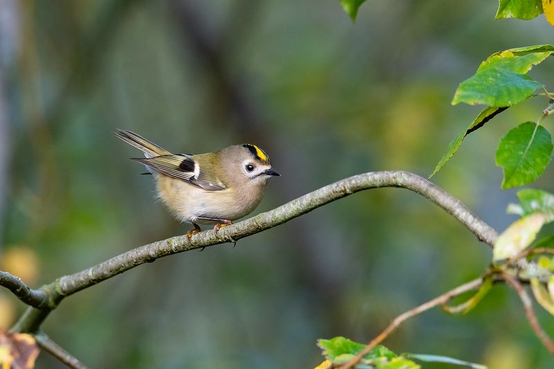 Желтоголовый королёк (Regulus regulus).photo preview