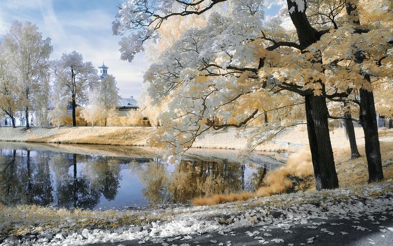 инфракрасная фотография, осень парк Клёны. фото превью