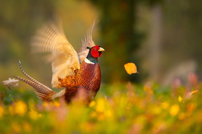 Pheasantphoto preview