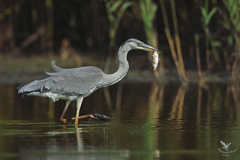 серая цапля. Есть закуска.photo preview