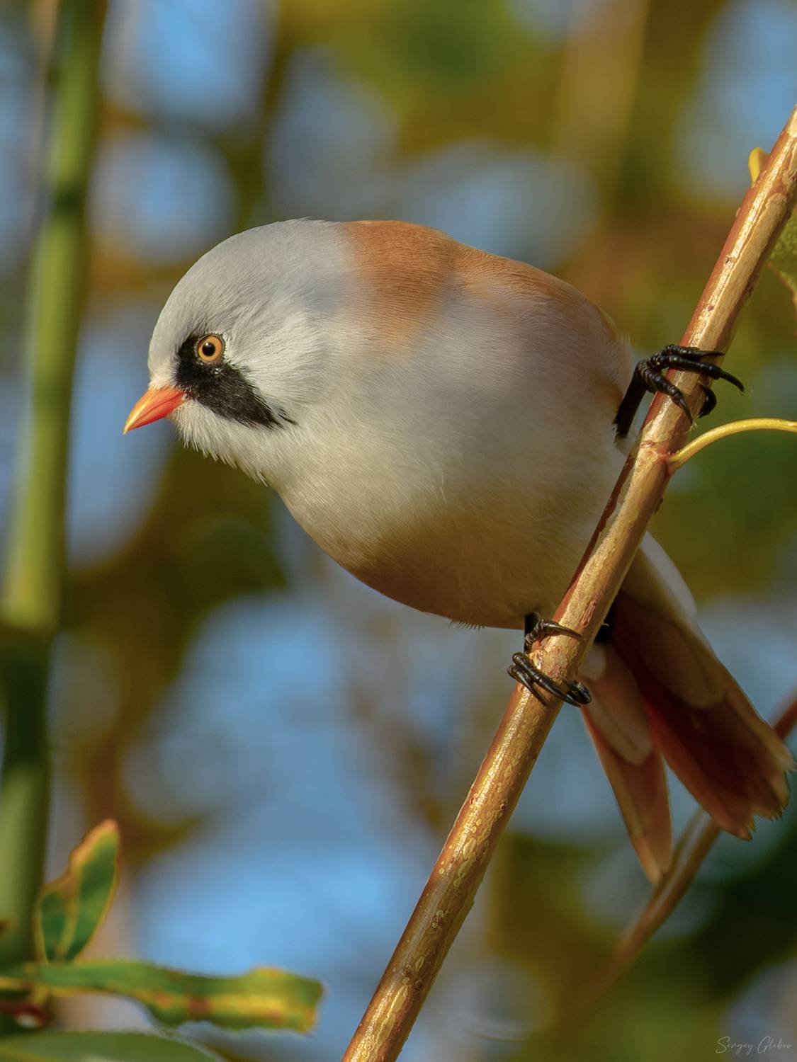 Усатая синица. Автор: Сергей Глебов усатая синица, птицы, пернатые, Сергей Глебов