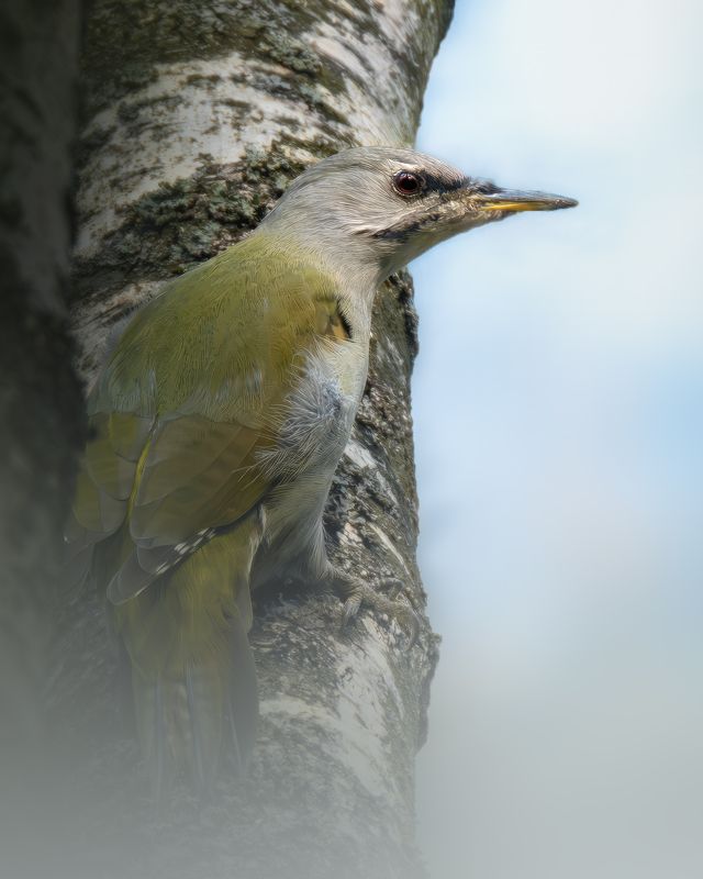 Седой дятел, Picus canus, Сентябрь 2023photo preview