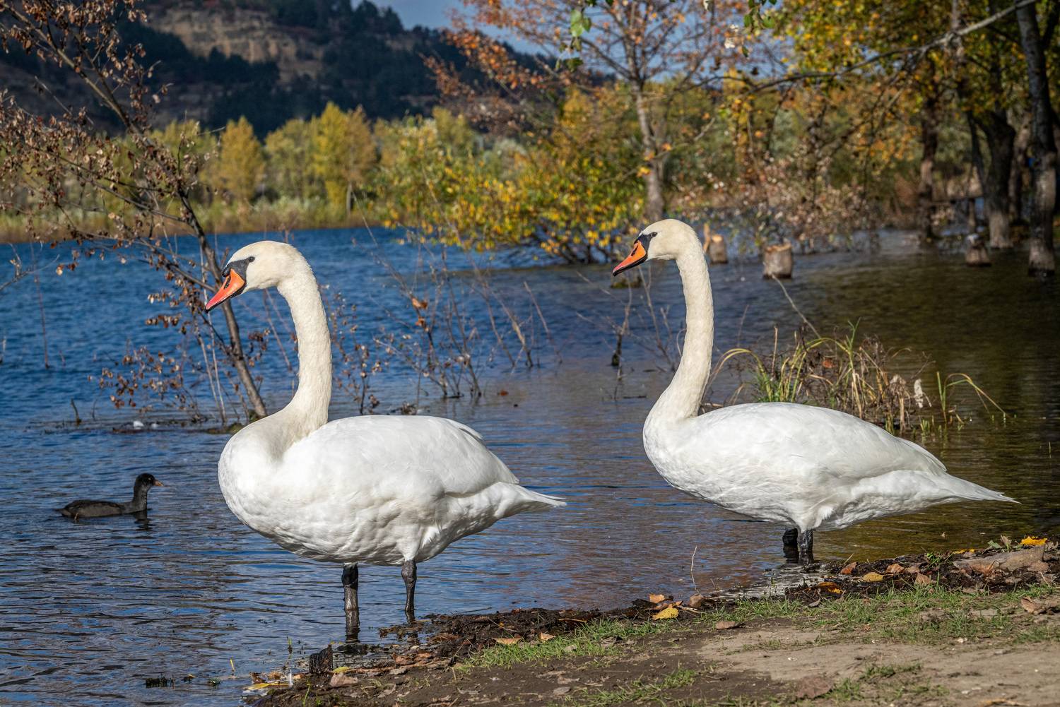 Лебеди-шипуны. Автор: Савчук Сергей птицы, кисловодск, осень, лебеди-шипуны, лебеди, Савчук Сергей