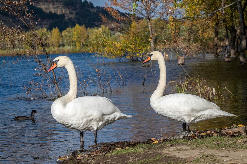 птицы, кисловодск, осень, лебеди-шипуны, лебеди Лебеди-шипуныphoto preview