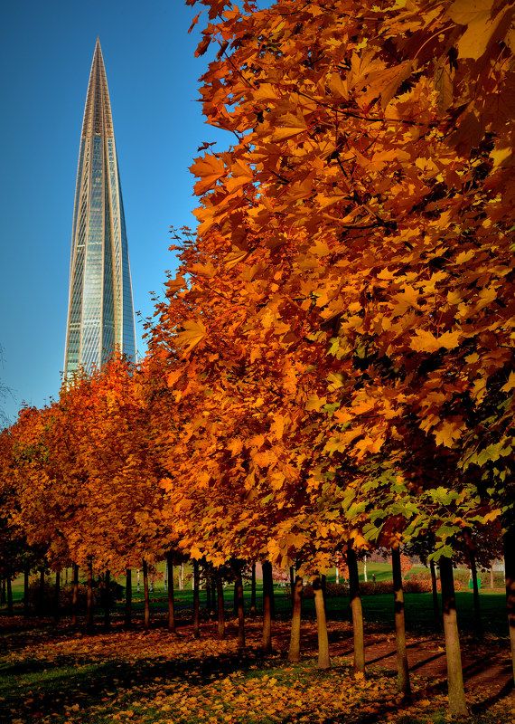 санкт-петербург, лахта центр, осень, клёны, парк, Золотая осень в Лахтеphoto preview