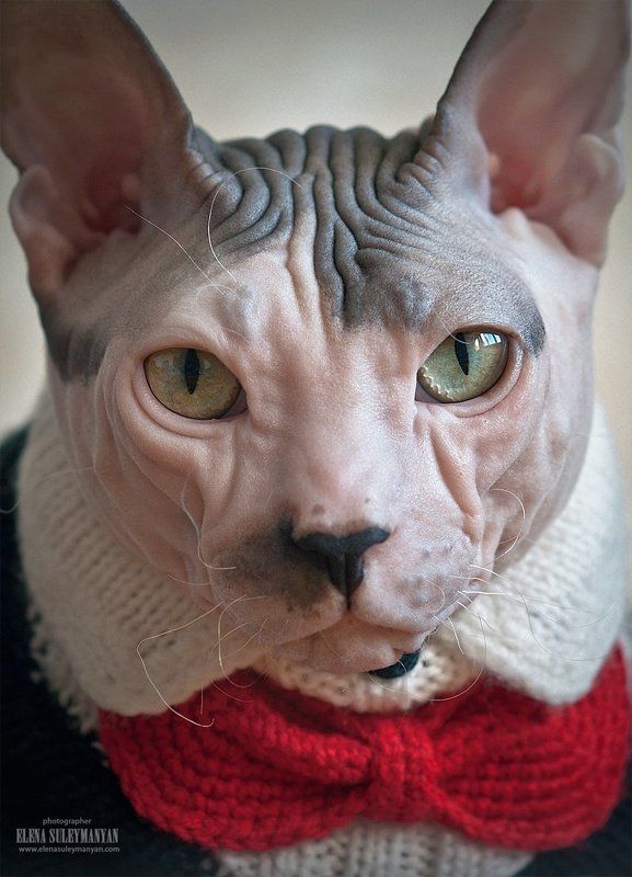 Я слежу за тобой...))photo preview