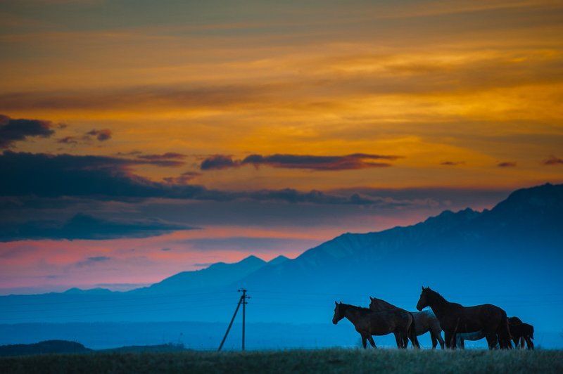 закат, рассвет, саяны, горы, лошади, животные, табун Лошади на закатеphoto preview