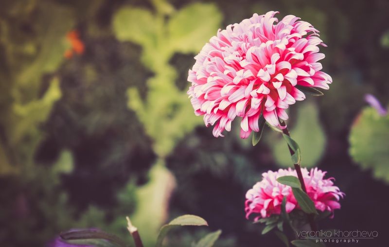 По кромке осениphoto preview