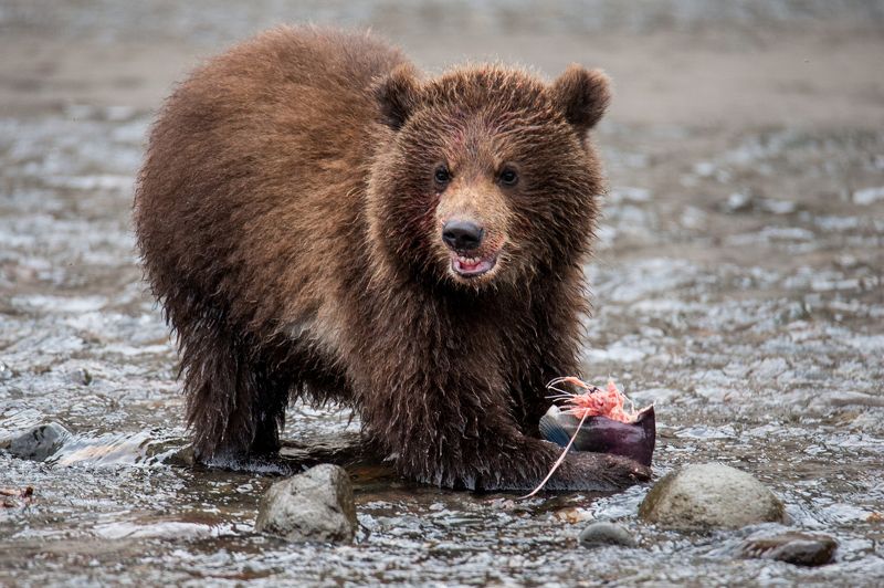 медведь, нерка, камчатка, курильское озеро, дикая природа Маленький охотникphoto preview
