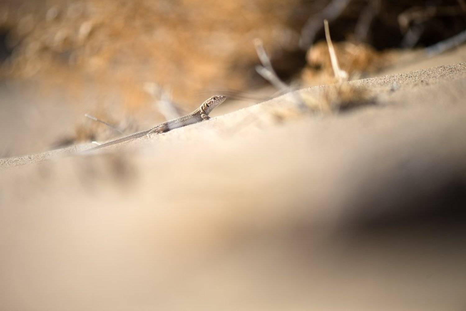 ящерица, пустыня, узбекистан, ящурка, макро, дикая природа, nature, lizard, desert, wildlife, macro, uzbecistan, eremias, Илья Гомыранов