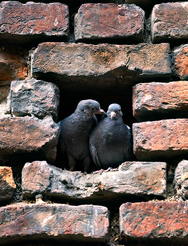 Голуби Любовь и голубиphoto preview