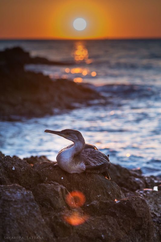 баклан, птицы, закат, море Бакланphoto preview