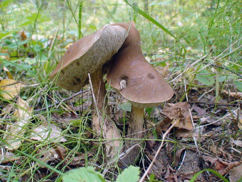 грибы, подберезовики, белые, пождосиновики, Апофеоз любвиphoto preview