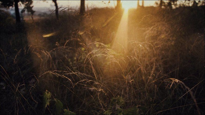 Лес, Природа, Рассвет Прячется солнце в зарослях до порыphoto preview