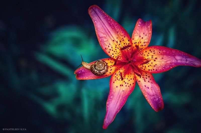 *** фото превью