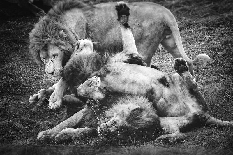 Animals, Black & white, Bw, Life, Light, Nature, Nikon Lionsphoto preview